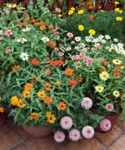 50 Seeds Zinnia Mix Seeds