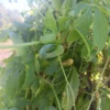 Achocha (Bolivian cucumber) Cyclanthera pedata 20 Seeds