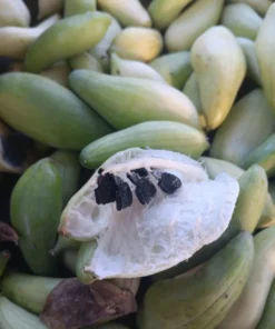 Achocha (Bolivian cucumber) Cyclanthera pedata 20 Seeds