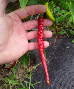 Aci Kil Hot Pepper (C. annuum) (30 Seeds)