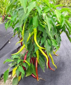 Aci Kil Hot Pepper (C. annuum) (30 Seeds)