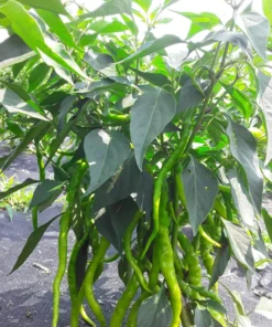Aci Kil Hot Pepper (C. annuum) (30 Seeds)