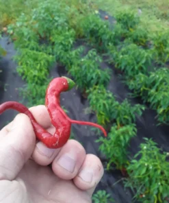 Aci Kil Hot Pepper (C. annuum) (30 Seeds)