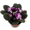 African Violet Live Plant, 4 Inch Pot African Violets Live Plant, Live Afican Violets Plants, Flowering African Violets Live Plants Indoor Garden, Perennial Live African Violet Plants