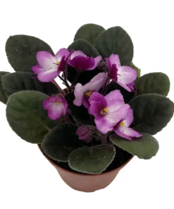 African Violet Live Plant, 4 Inch Pot African Violets Live Plant, Live Afican Violets Plants, Flowering African Violets Live Plants Indoor Garden, Perennial Live African Violet Plants