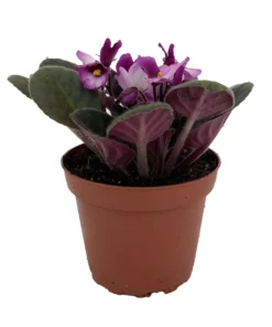 African Violet Live Plant, 4 Inch Pot African Violets Live Plant, Live Afican Violets Plants, Flowering African Violets Live Plants Indoor Garden, Perennial Live African Violet Plants