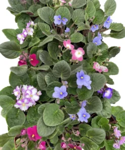 African Violet Live Plant, 4 Inch Pot African Violets Live Plant, Live Afican Violets Plants, Flowering African Violets Live Plants Indoor Garden, Perennial Live African Violet Plants