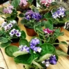 African Violet Live Plant, 4 Inch Pot African Violets Live Plant, Live Afican Violets Plants, Flowering African Violets Live Plants Indoor Garden, Perennial Live African Violet Plants