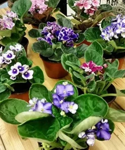 African Violet Live Plant, 4 Inch Pot African Violets Live Plant, Live Afican Violets Plants, Flowering African Violets Live Plants Indoor Garden, Perennial Live African Violet Plants