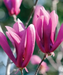 Ann Magnolia 2.5'' in pot 6-12'' Heigh