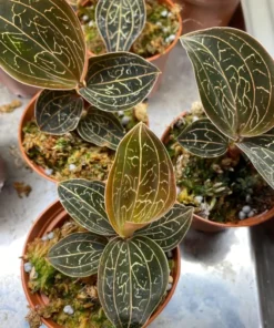 Anoectochilus chapaensis Rare Jewel Orchid - 2.5" Pot, Velvety Maroon Leaves with Gold Veins