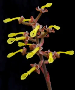 Anoectochilus chapaensis Rare Jewel Orchid - 2.5