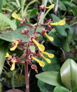 Anoectochilus chapaensis Rare Jewel Orchid - 2.5