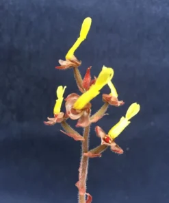 Anoectochilus chapaensis Rare Jewel Orchid - 2.5