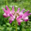 Astragalus Sinicus, Milkvetch, 50 Seeds