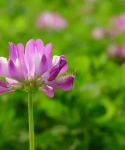Astragalus Sinicus, Milkvetch, 50 Seeds