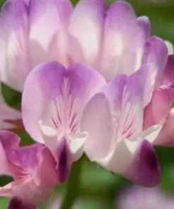 Astragalus Sinicus, Milkvetch, 50 Seeds