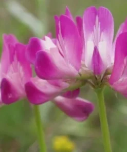 Astragalus Sinicus, Milkvetch, 50 Seeds