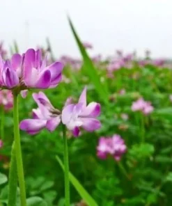 Astragalus Sinicus, Milkvetch, 50 Seeds
