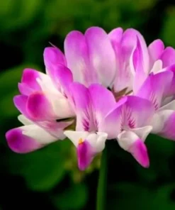 Astragalus Sinicus, Milkvetch, 50 Seeds