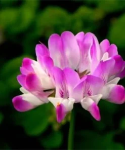 Astragalus Sinicus, Milkvetch, 50 Seeds