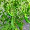 Balik Hot Pepper (C. annuum) (30 Seeds)