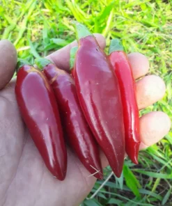 Balik Hot Pepper (C. annuum) (30 Seeds)