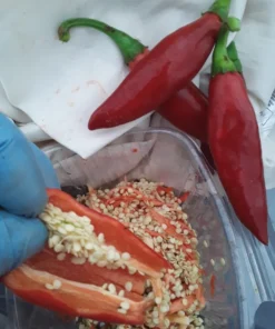 Balik Hot Pepper (C. annuum) (30 Seeds)