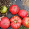 Big Red #1 Heirloom Tomato Seeds (30 Seeds)