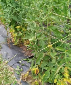 Big Red #1 Heirloom Tomato Seeds (30 Seeds)