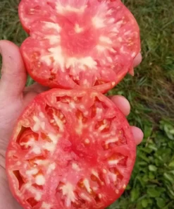 Big Red #1 Heirloom Tomato Seeds (30 Seeds)
