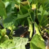 Billings Family Half-runner Heirloom Bean (30 Seeds)