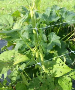 Billings Family Half-runner Heirloom Bean (30 Seeds)