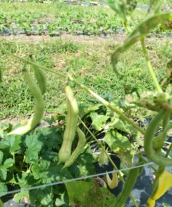 Billings Family Half-runner Heirloom Bean (30 Seeds)