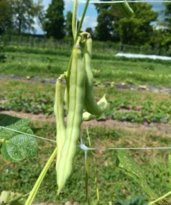 Billings Family Half-runner Heirloom Bean (30 Seeds)