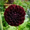 Black Red Dahlia Seeds, 20 Seeds