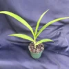 Bletilla 'Kate' Cold Hardy Ground Orchid, Rooted Plant Shipped in 3" Pot