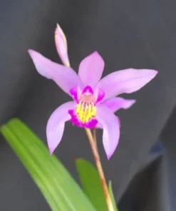 Bletilla 'Kate' Cold Hardy Ground Orchid, Rooted Plant Shipped in 3