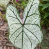 Blue Buddha Farm Candidum Jr Caladium Bulbs - Rare Dwarf Perennial Plant