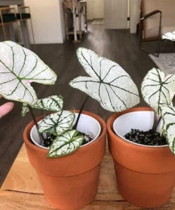 Blue Buddha Farm Candidum Jr Caladium Bulbs - Rare Dwarf Perennial Plant