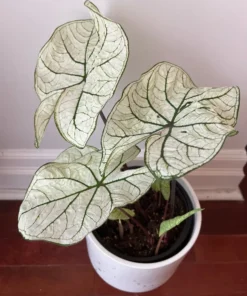 Blue Buddha Farm Candidum Jr Caladium Bulbs - Rare Dwarf Perennial Plant