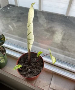 Blue Buddha Farm Candidum Jr Caladium Bulbs - Rare Dwarf Perennial Plant