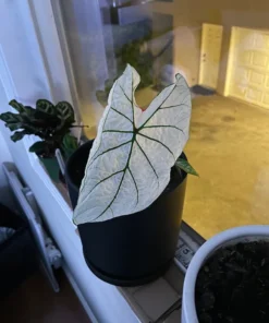 Blue Buddha Farm Candidum Jr Caladium Bulbs - Rare Dwarf Perennial Plant