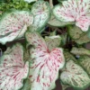 Blue Buddha Farm Daydreamer Caladium Bulbs - Pink and Green Perennial Plant