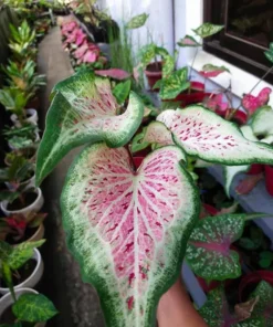 Blue Buddha Farm Daydreamer Caladium Bulbs - Pink and Green Perennial Plant