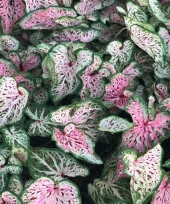 Blue Buddha Farm Daydreamer Caladium Bulbs - Pink and Green Perennial Plant