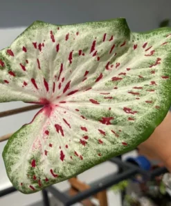 Blue Buddha Farm Daydreamer Caladium Bulbs - Pink and Green Perennial Plant