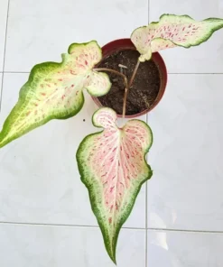 Blue Buddha Farm Daydreamer Caladium Bulbs - Pink and Green Perennial Plant