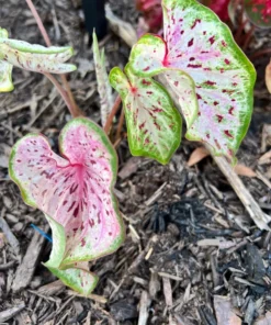 Blue Buddha Farm Daydreamer Caladium Bulbs - Pink and Green Perennial Plant