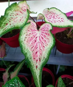 Blue Buddha Farm Daydreamer Caladium Bulbs - Pink and Green Perennial Plant